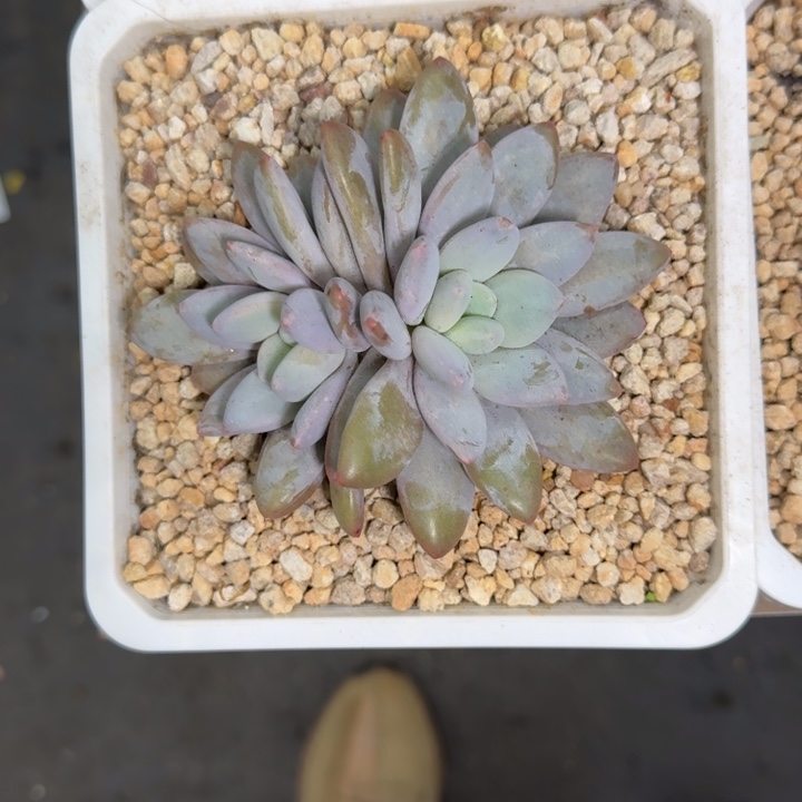 橙龙 双头 一物一拍