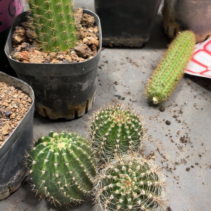 洛可可彩草侧芽一个5.88