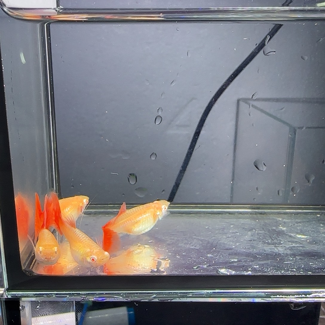 孔雀鱼蛇纹红尾母鱼四条