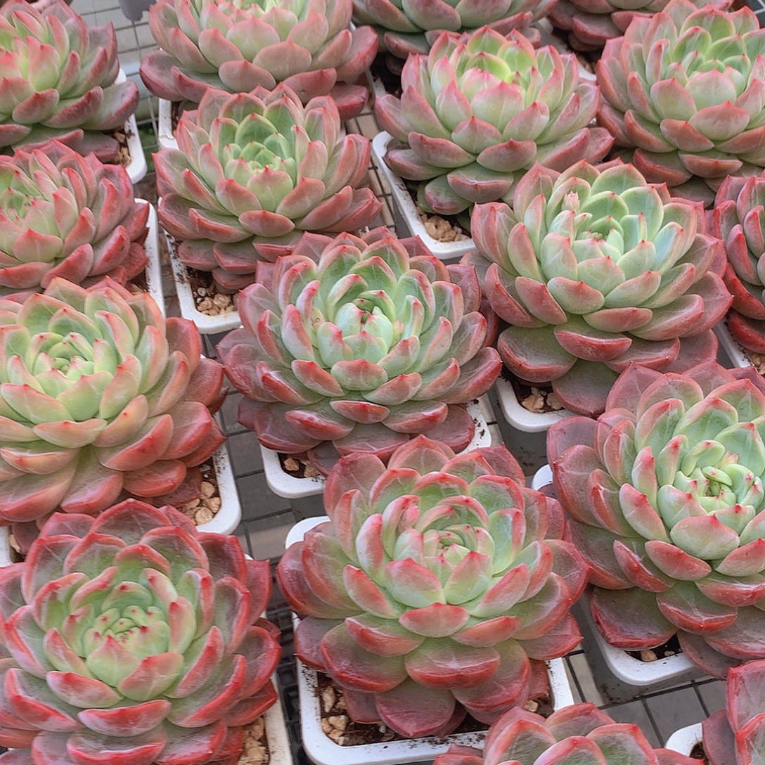 大号红鸾356788990000