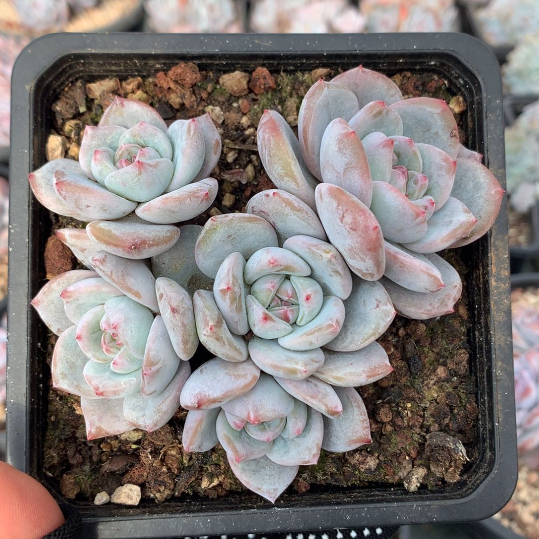 石榴籽10公分哈哈哈