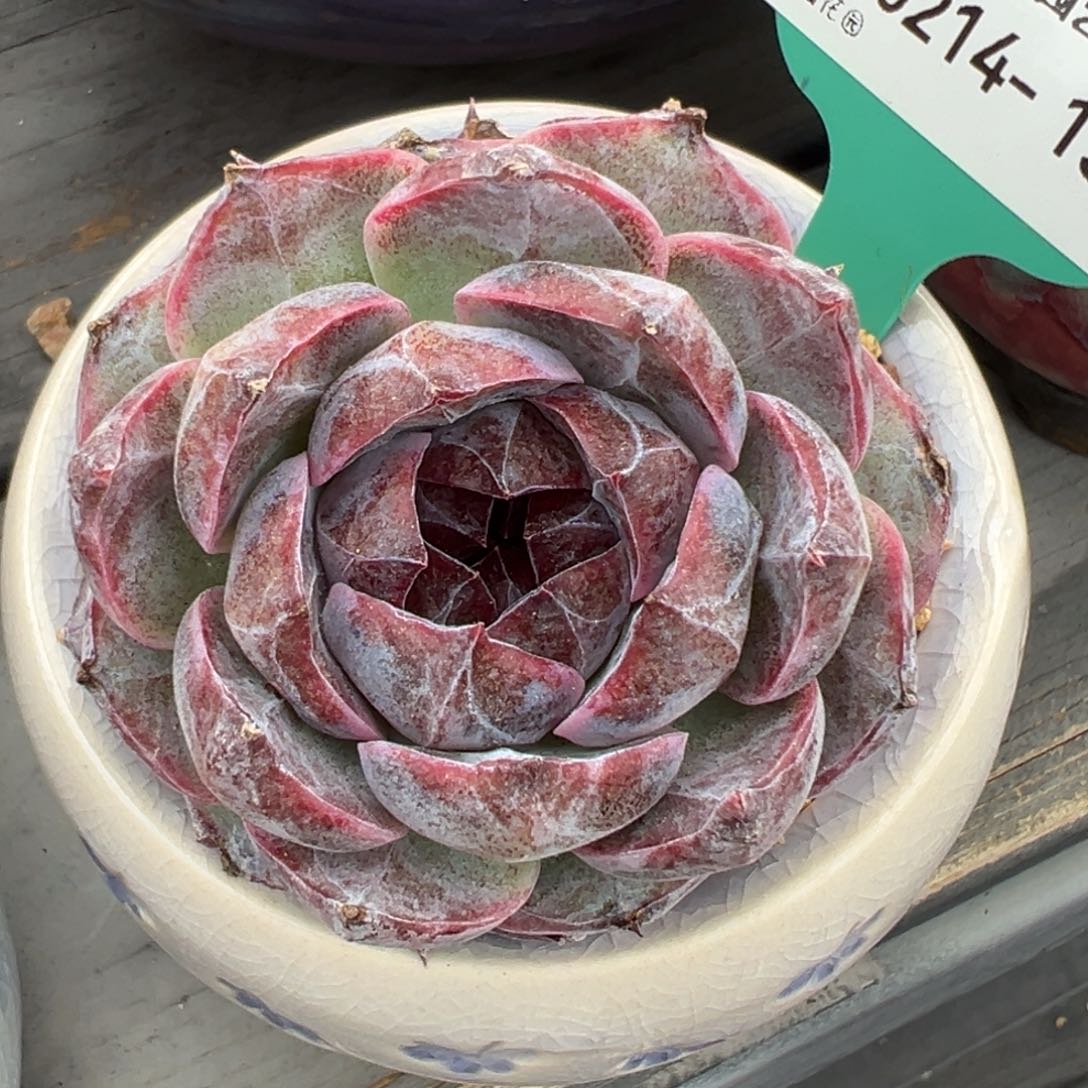 从前慢多肉精选编号0214.132