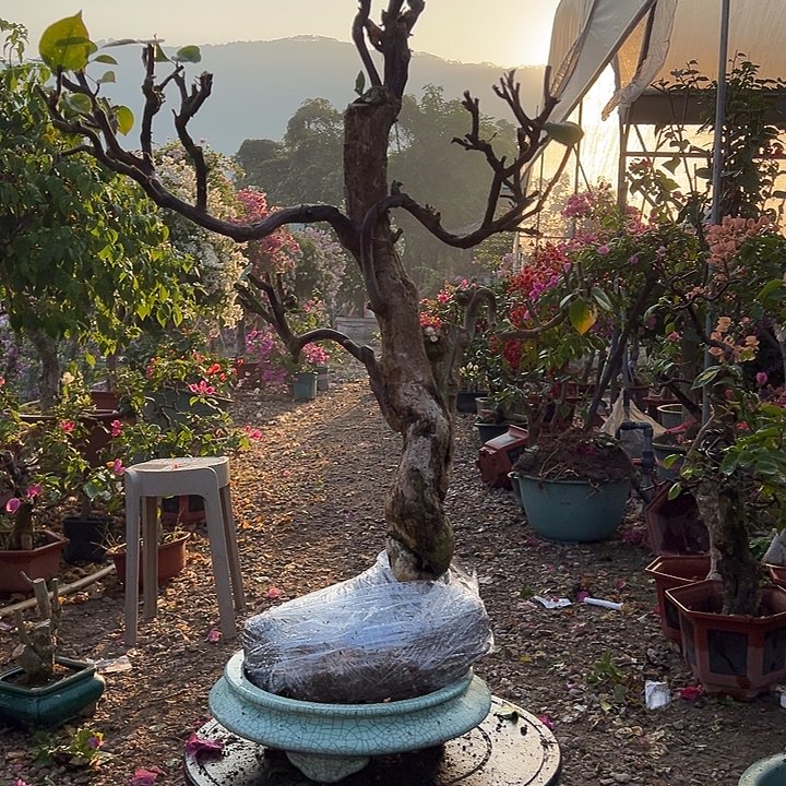 完全开放云**涯水晶