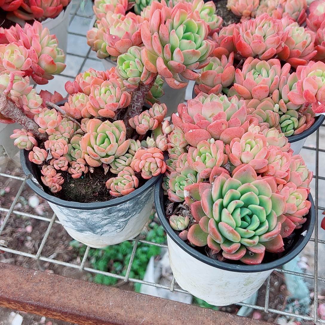 芬达多头造型精品二盆