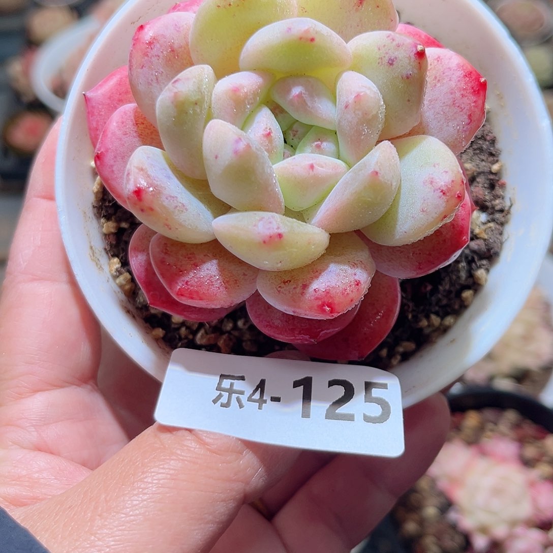 乐4-125 白冰单头 