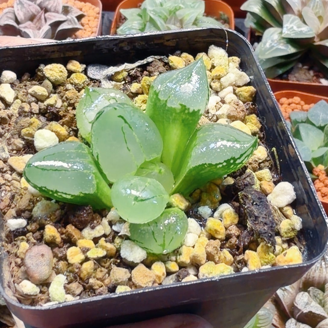 无花朵十二卷虞美人福利