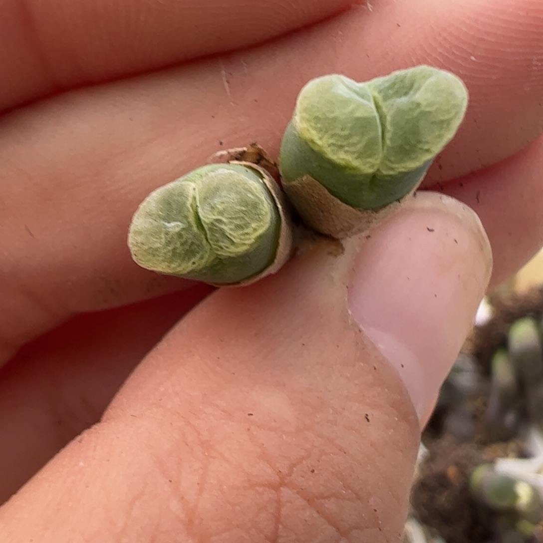 109 好看的多肉冲冲冲