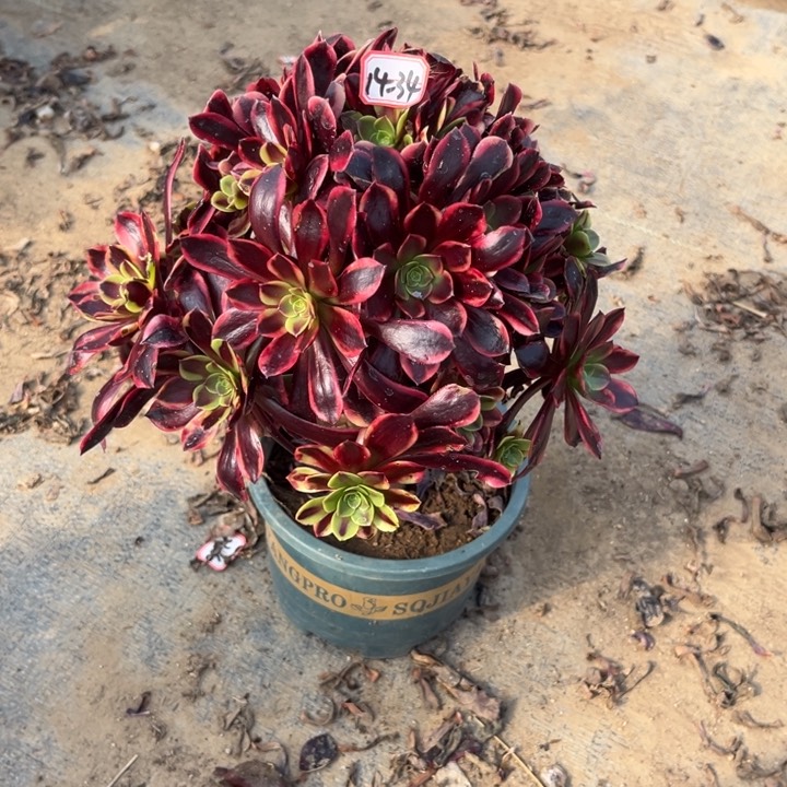 14-34欧嘉莉朵朵多肉植物