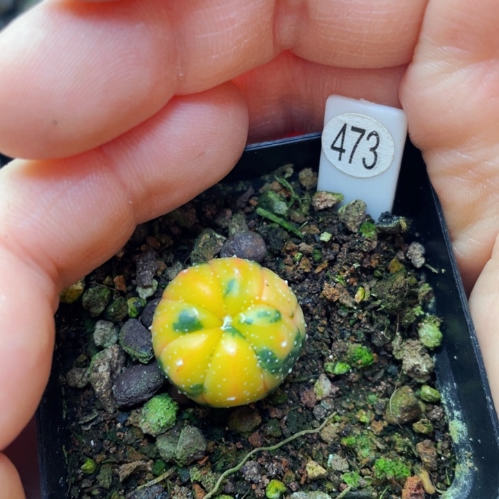 非偏远地区满25包邮仙人球