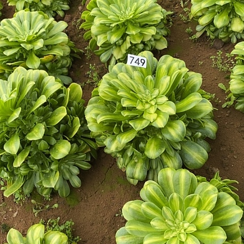 多肉植物法师749翡翠琉璃