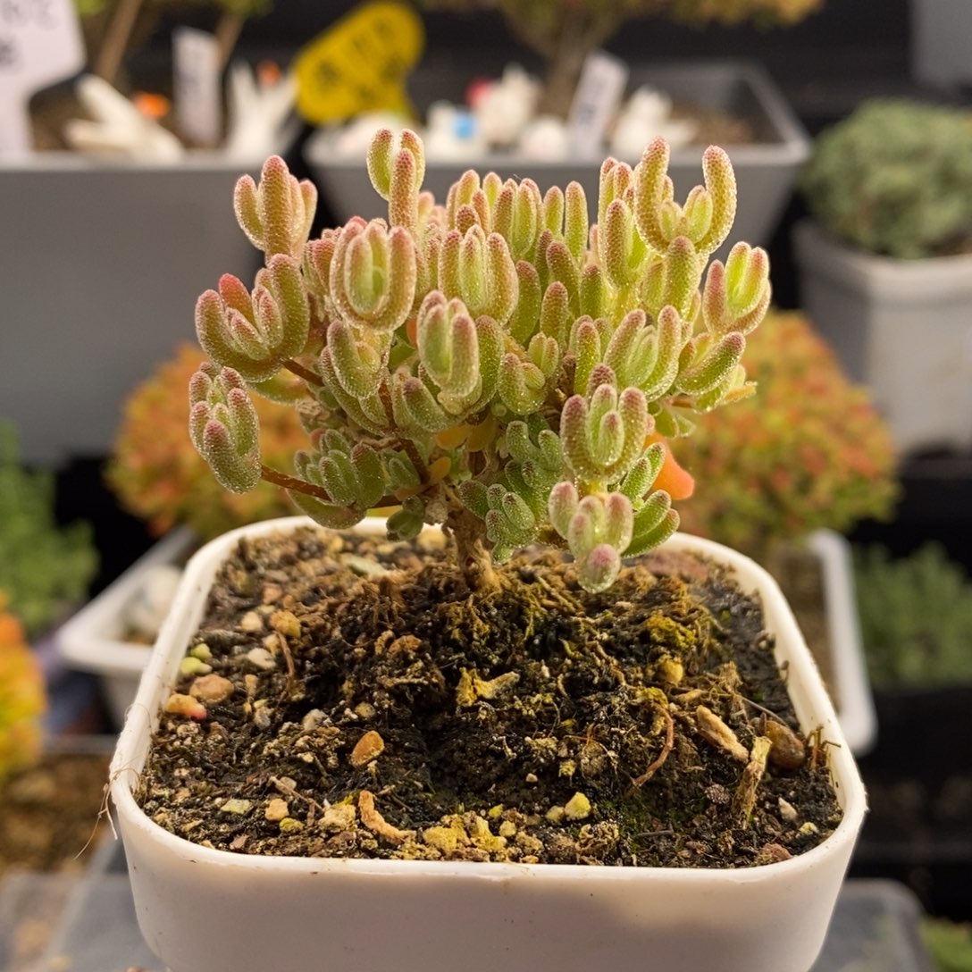 完全开放45号冰晶枝干（6.5cm）