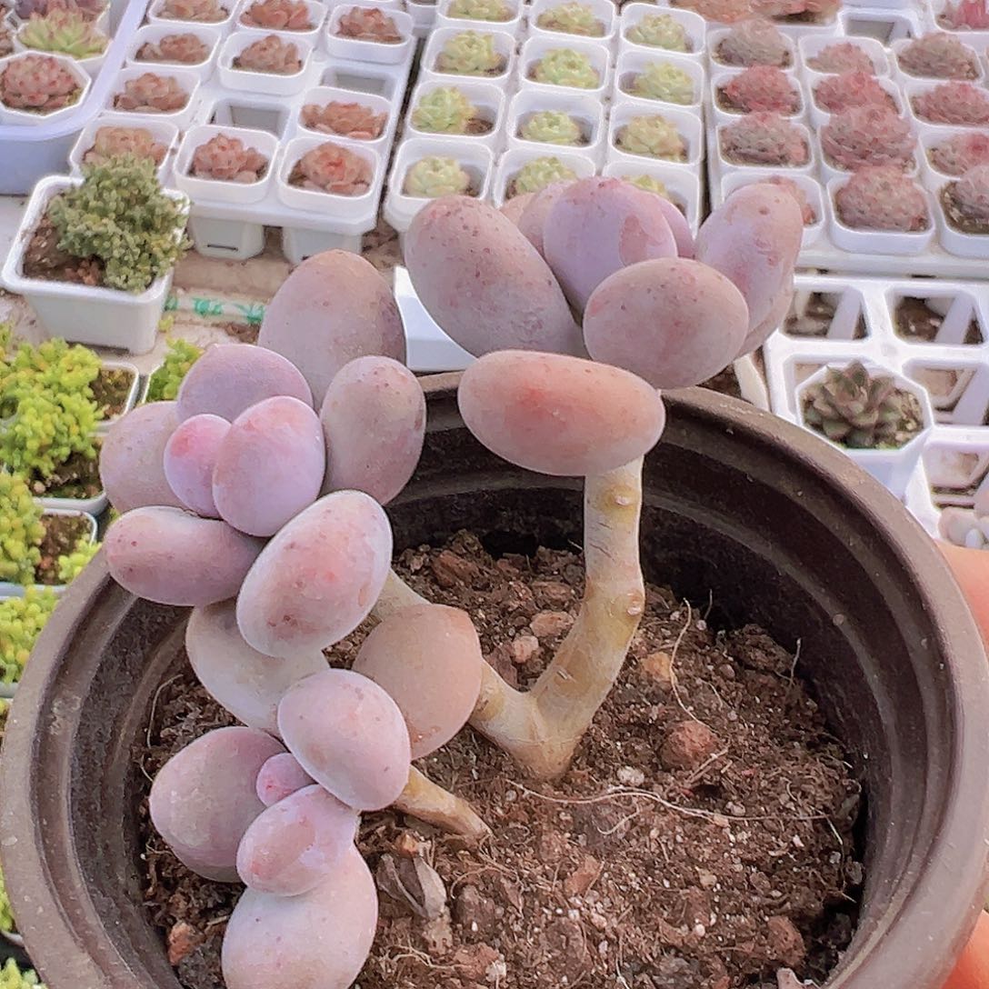 9厘米盆奶酪19包邮