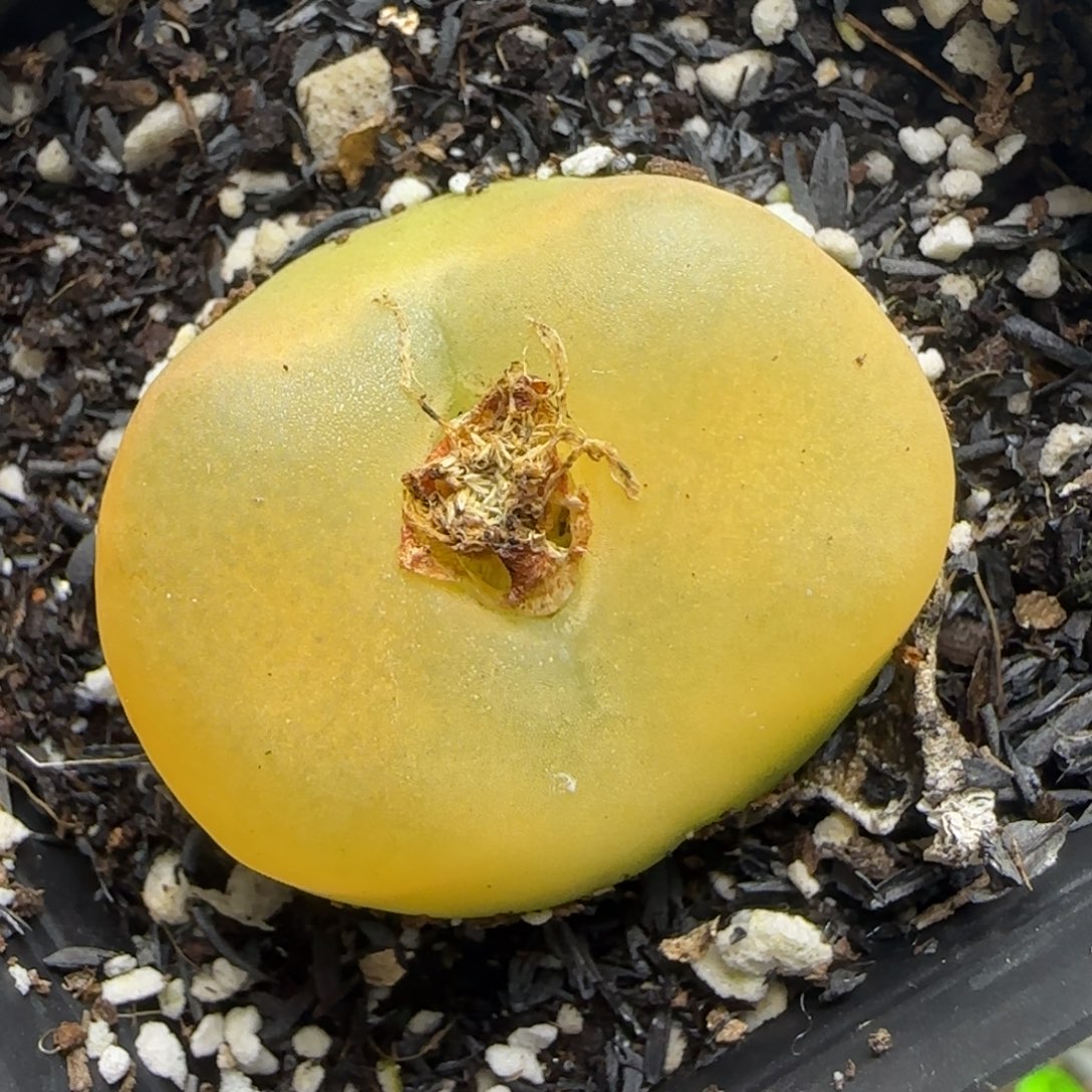 漂漂亮亮多肉植物410