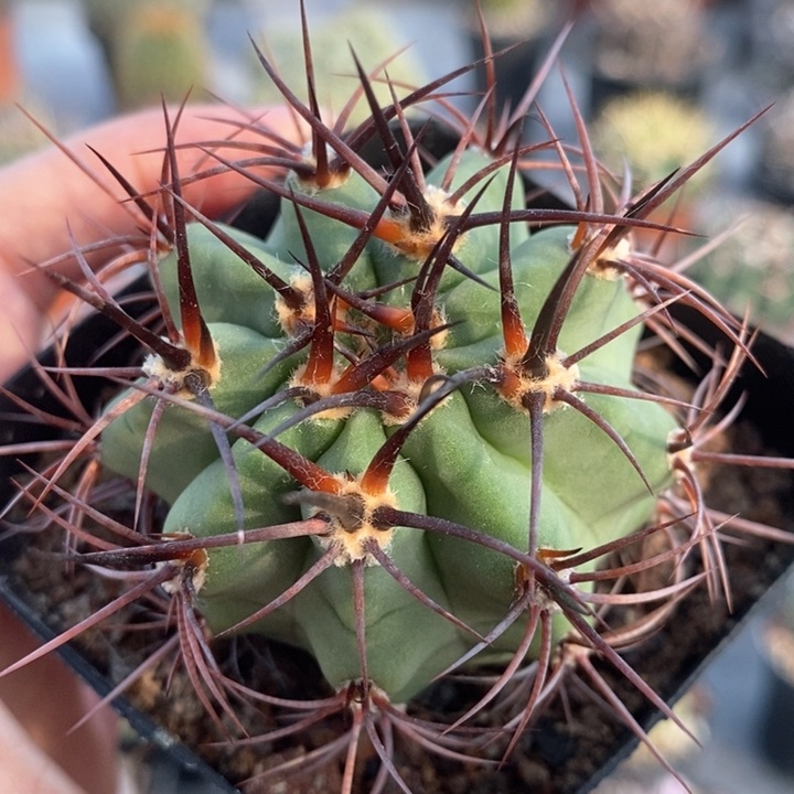 【闪购商品】416火焰龙