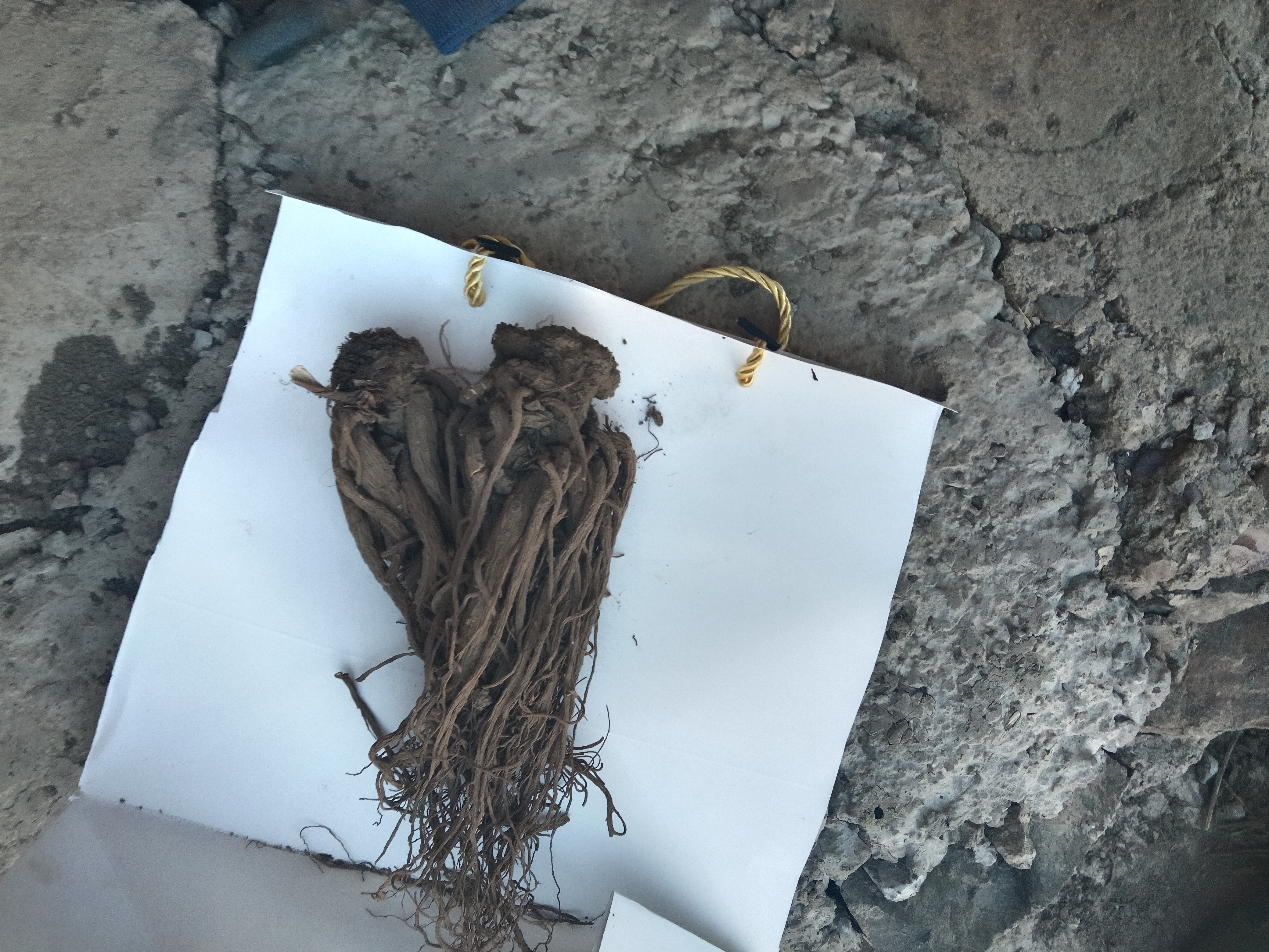 四川大凉山高山甜当归自然晒干无熏硫可煲汤泡酒炖肉滋补食材