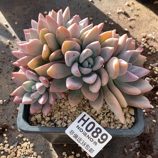 奥普琳娜朵朵 默认微瑕089 退款拉黑