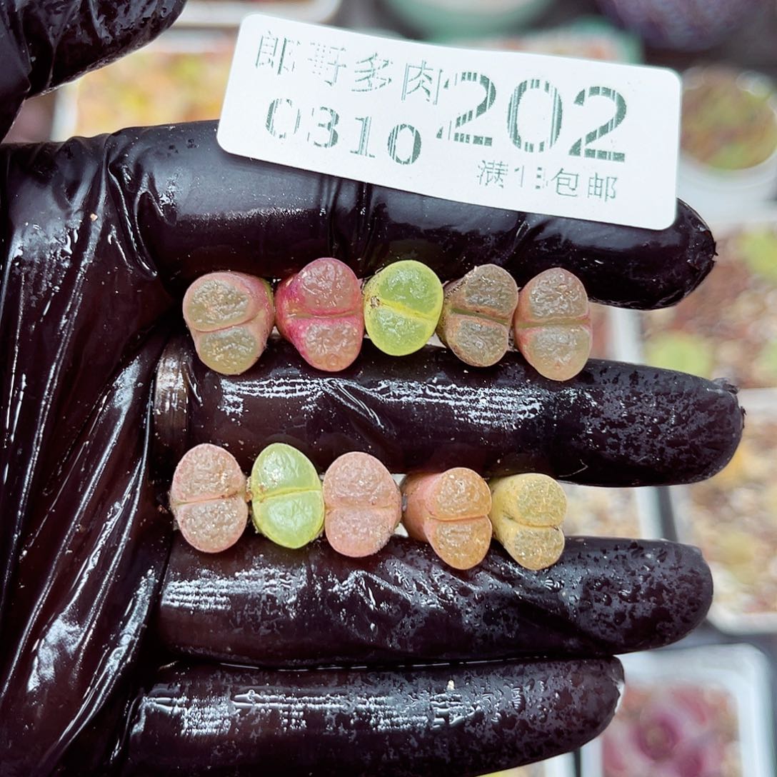 郎哥多少生石花10-202