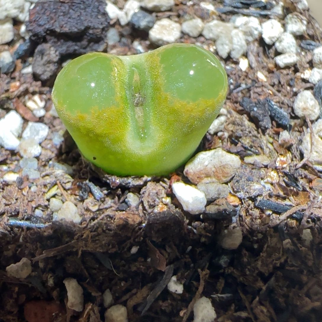 肉锥多肉植物百科-碧眼磁铁1422