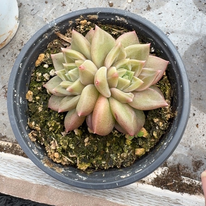 美人心计 一物一拍