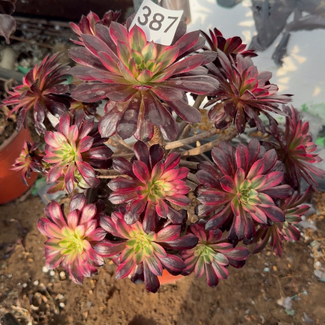 黑天鹅法师多肉387号法师多肉