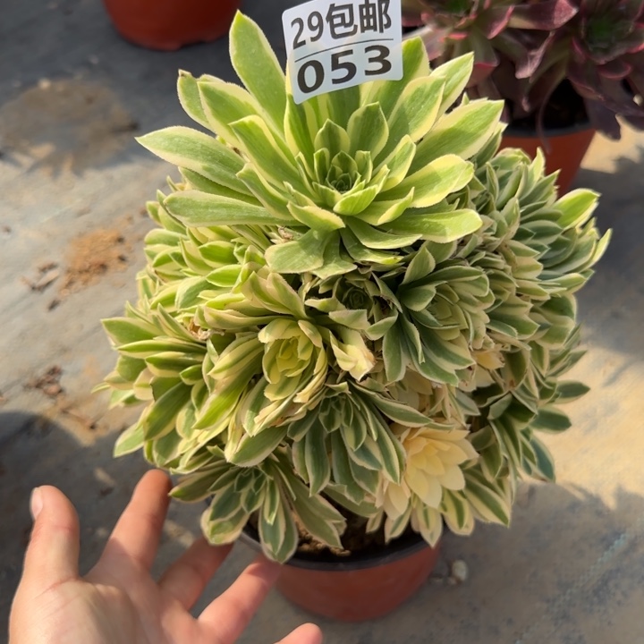 艳凝……多肉植物……