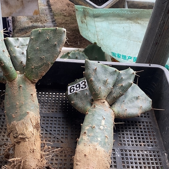 ****️734两种仙人掌一筐