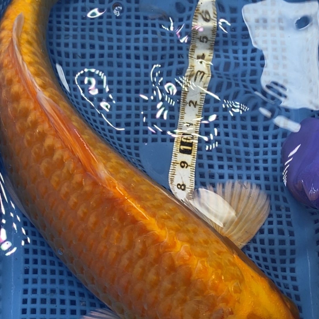 锦鲤冷水锦鲤包邮