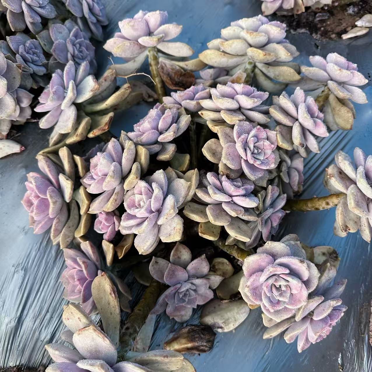 云漫多肉  地栽紫乐   35-40cm  （晾根3-5天发货）