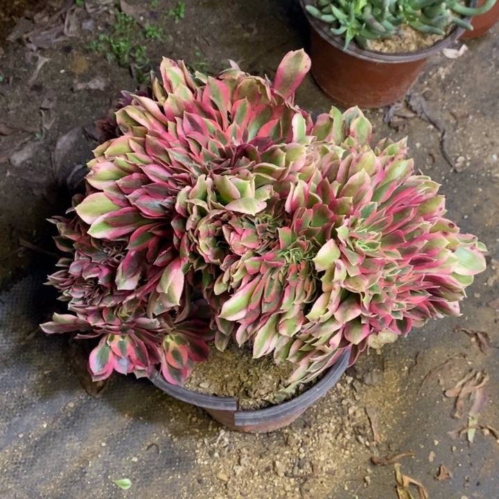 女巫多肉断头不包1295