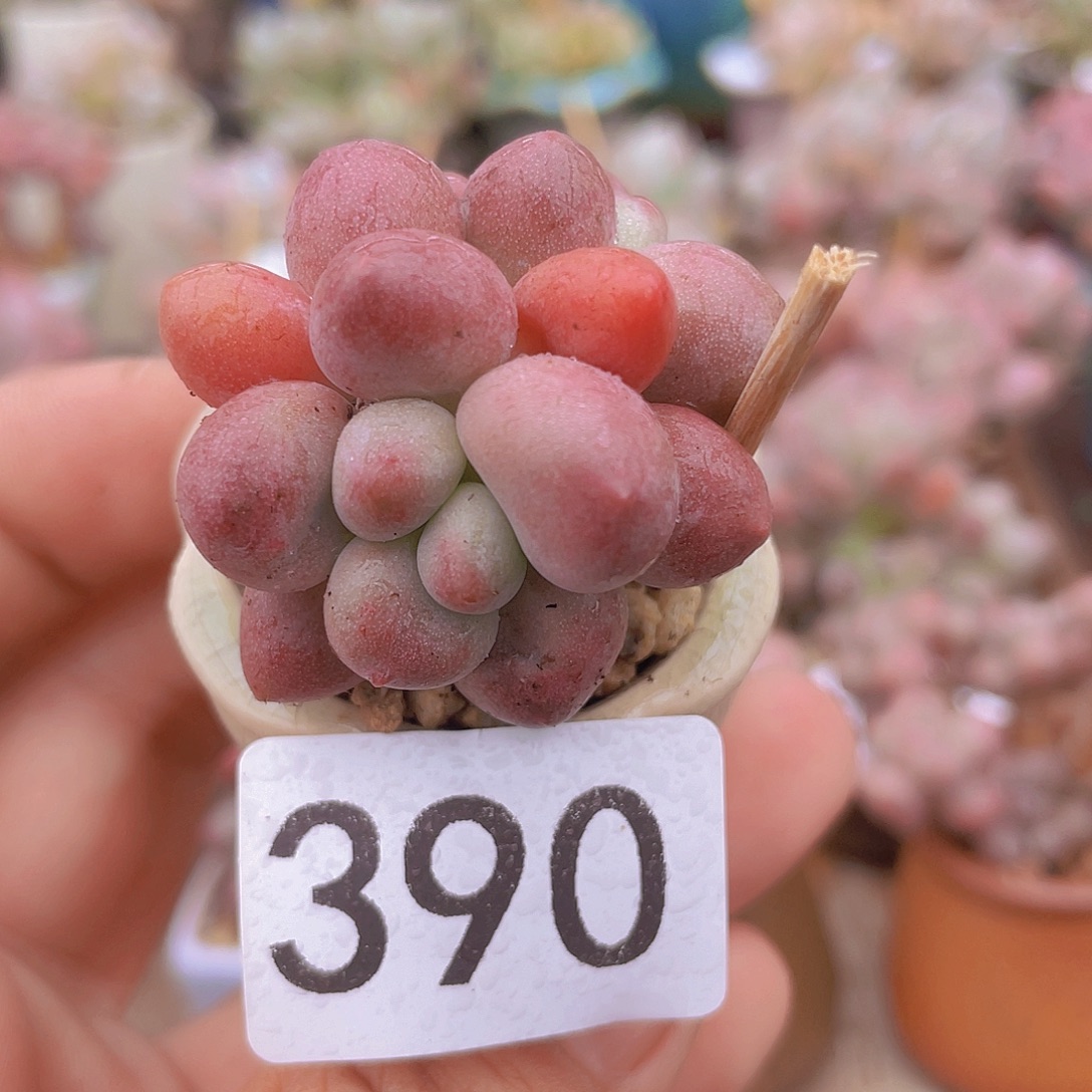 奶尖多肉植物多肉