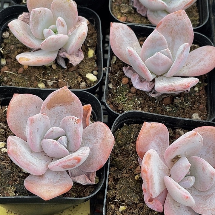 红茶4.8带盆土发货