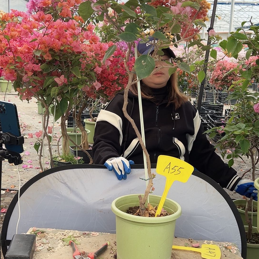 静***行大部分花苞少量开放A55安娜