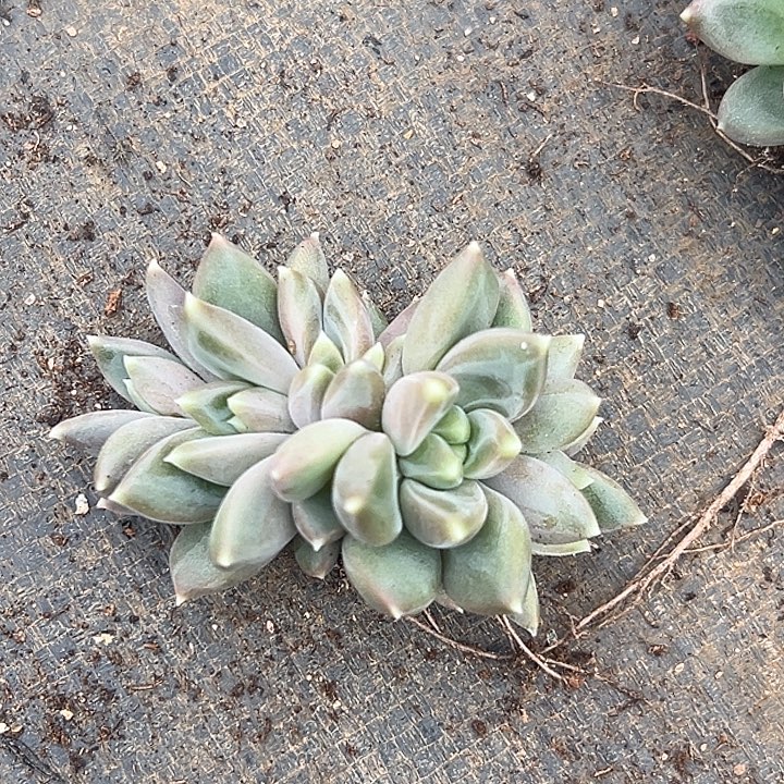 *****美人特价一物一拍特价多肉