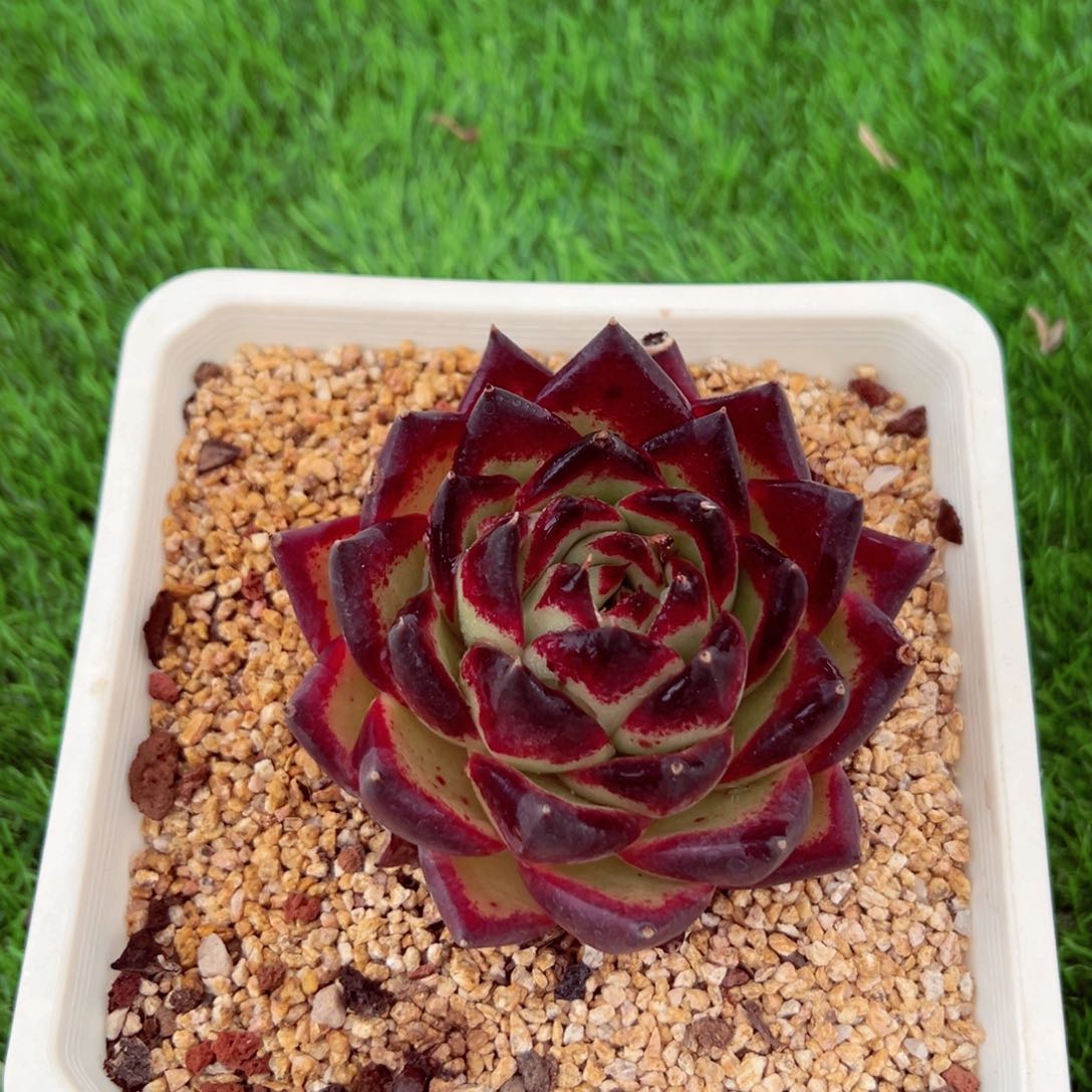 8842单头乌木多肉