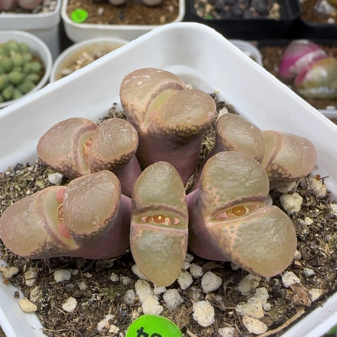 漂漂亮亮多肉植物284