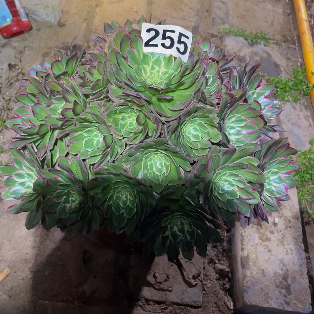 多肉法师255号莲花座发货不包损