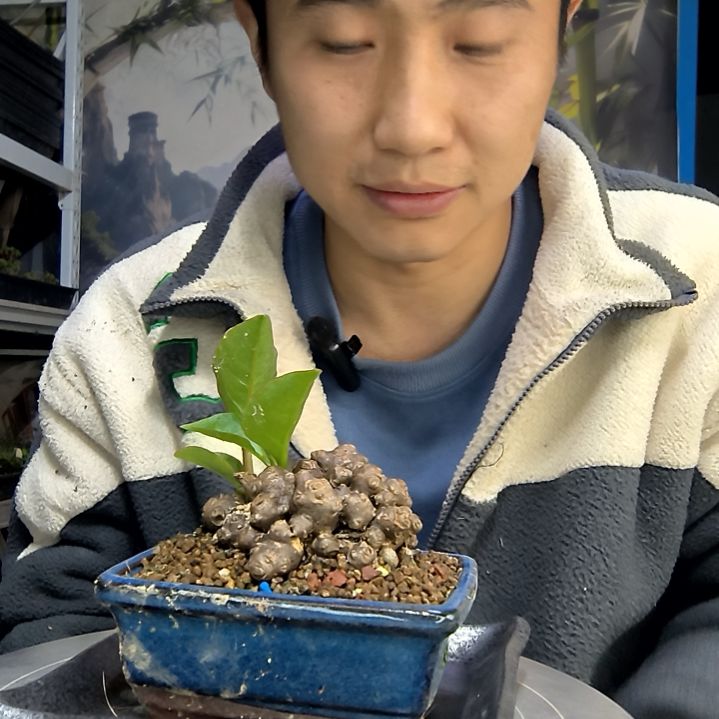 ?****?中青园艺一物一拍花455