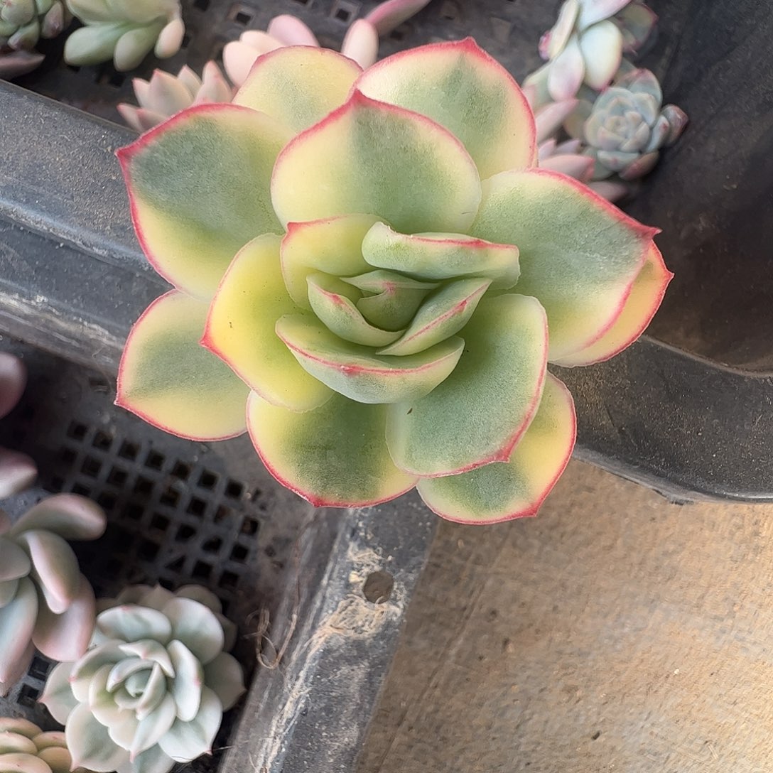 眼***白多肉植物多肉植物