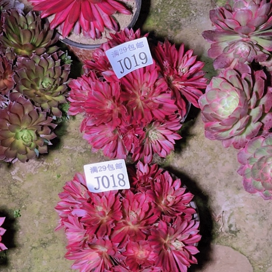 01819孔雀多肉植物