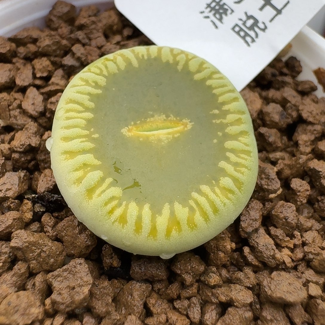 755的呼呼呼啊打一