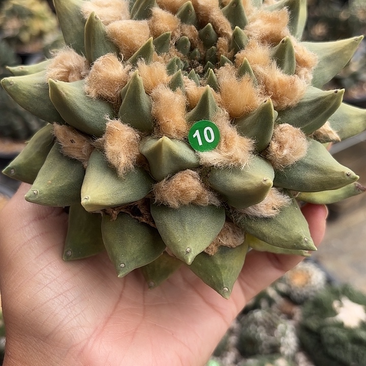 袖蒲苗接落地仙人球10
