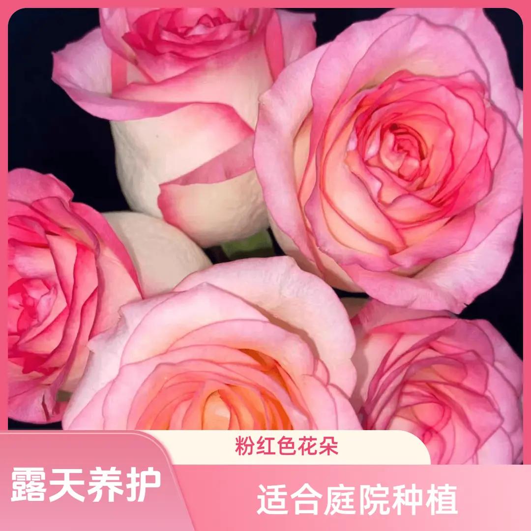 【艾莎】露天露天苗带盆带土发货灌木月季花香水大花