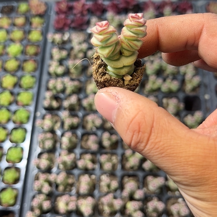钱串群 满10颗包邮