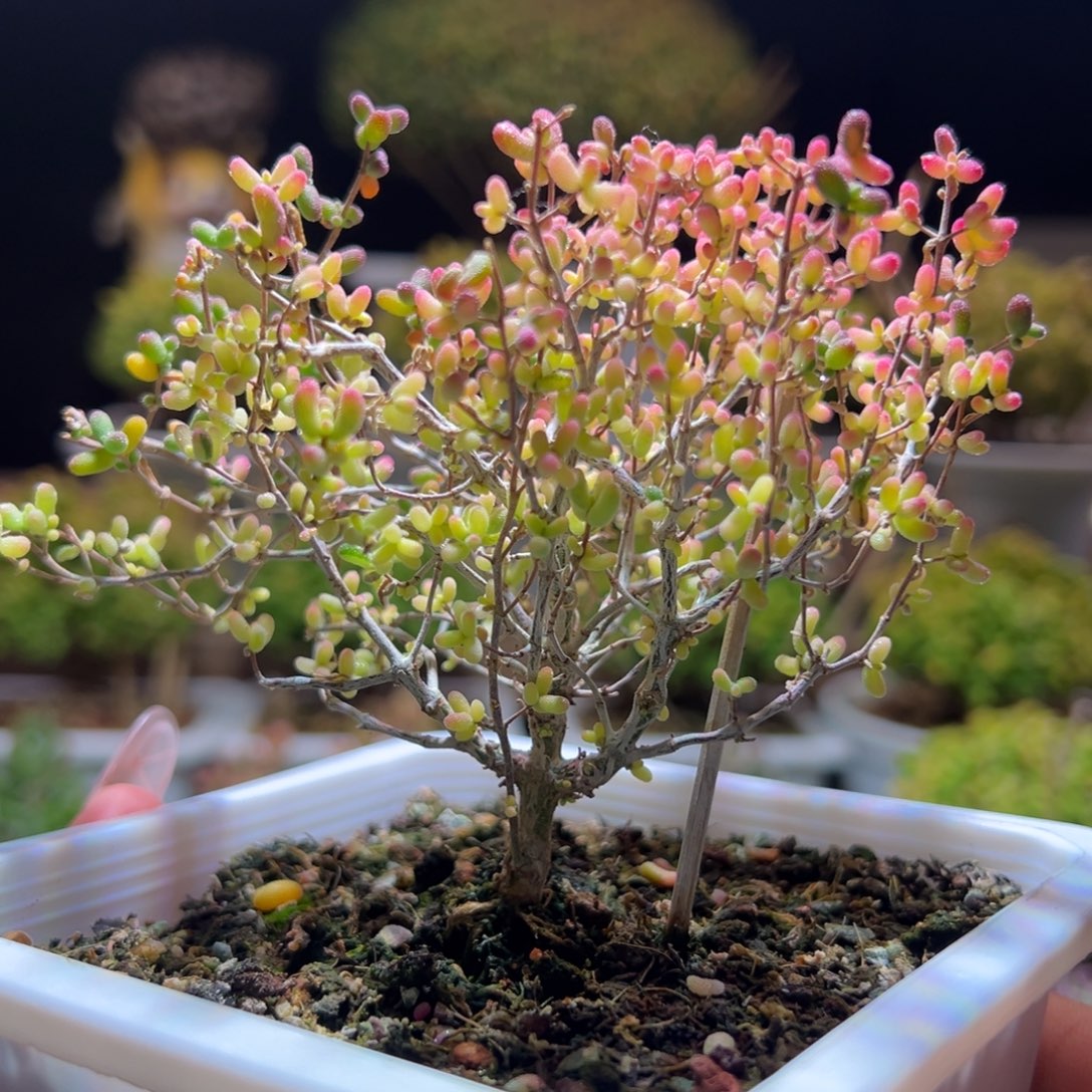 331米粒锦一物一拍带盆土发货