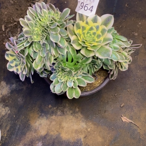 绿豆沙多肉植物1964