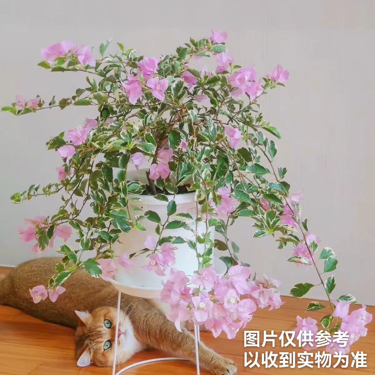 【银边水仙紫】三角梅四季开花勤花品种阳台基地直发