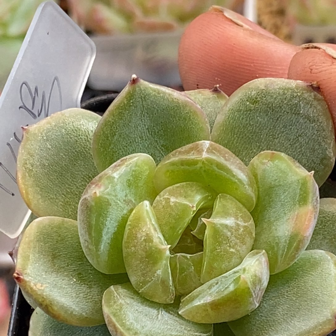 天官赐福百无禁忌