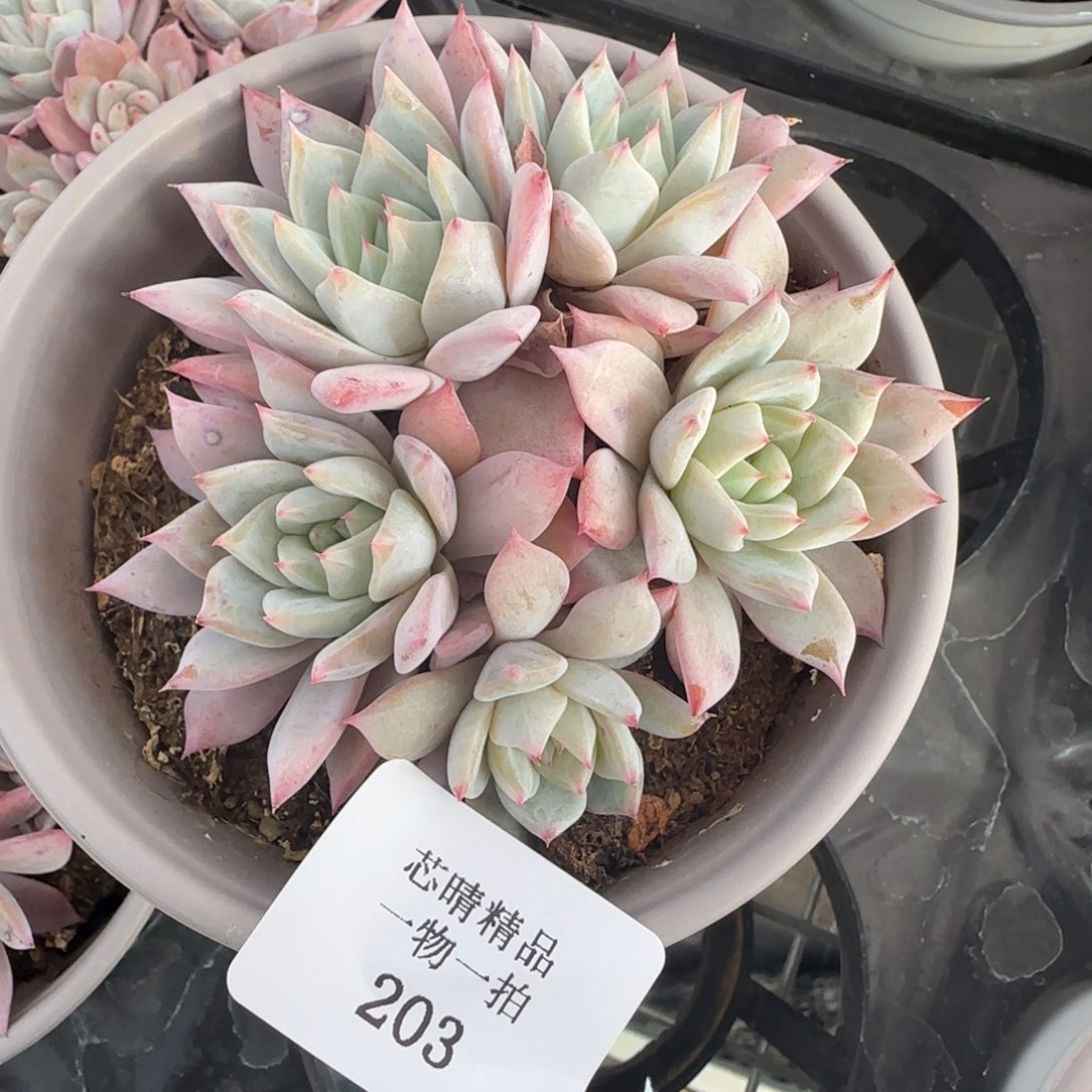 闪购精品多肉203号