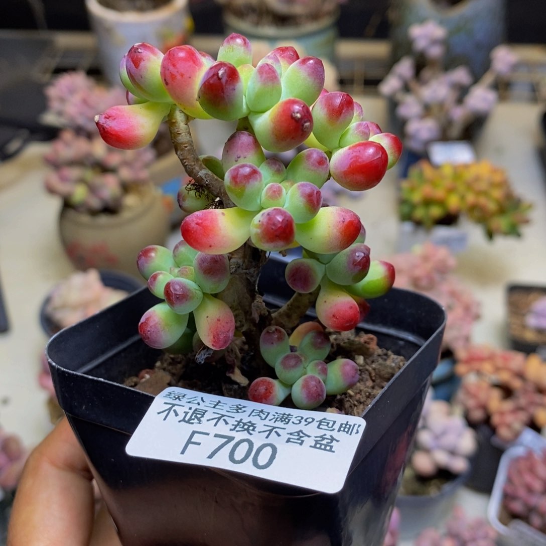 700乙女心多肉6cm