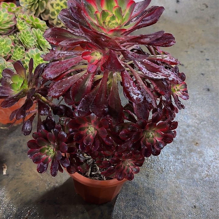 000000000000000000431香奈儿